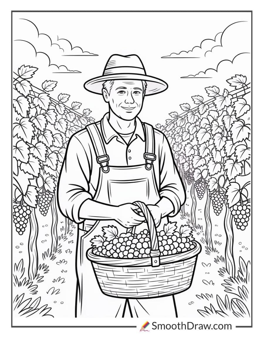 Farmer harvesting grapes in vineyard