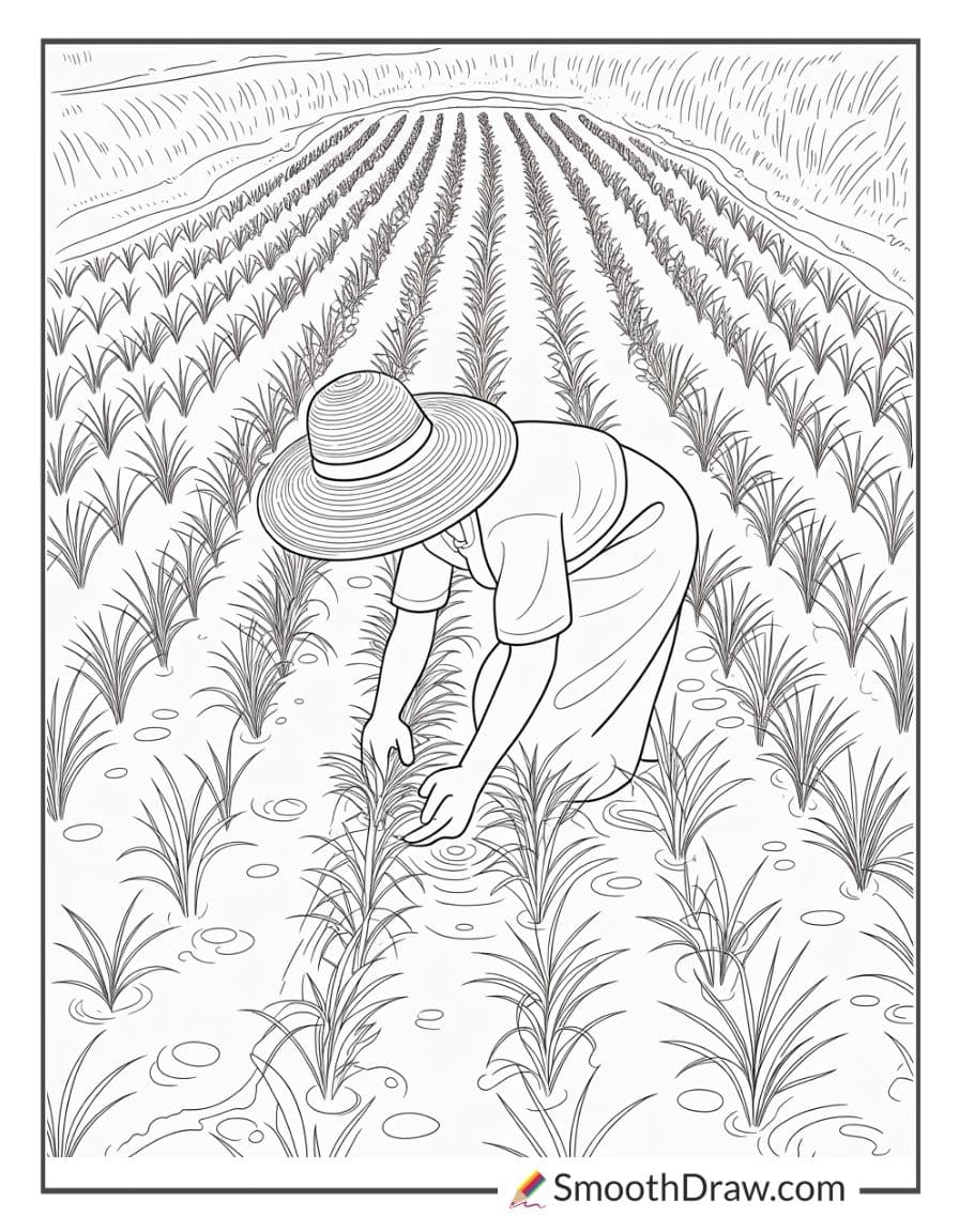 Farmer working in rice paddy