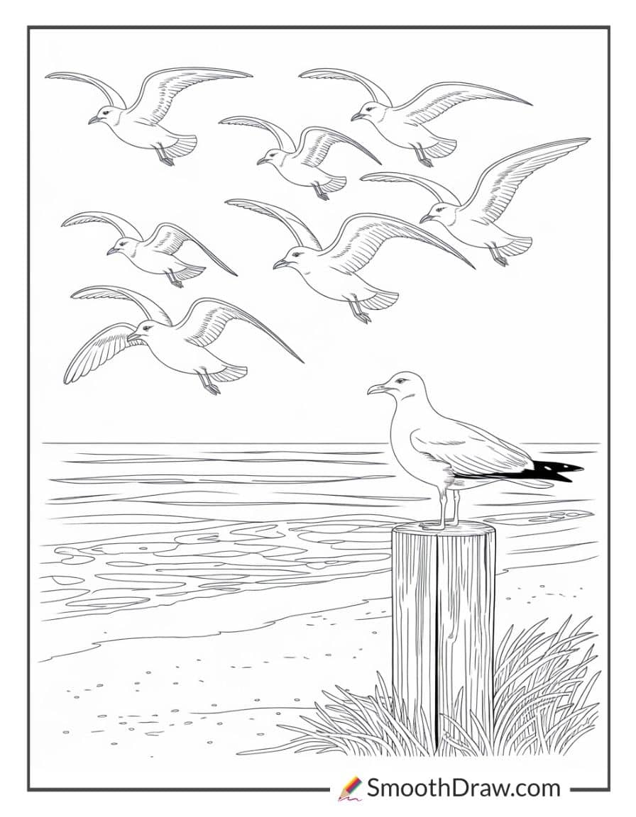 Seagulls at the beach