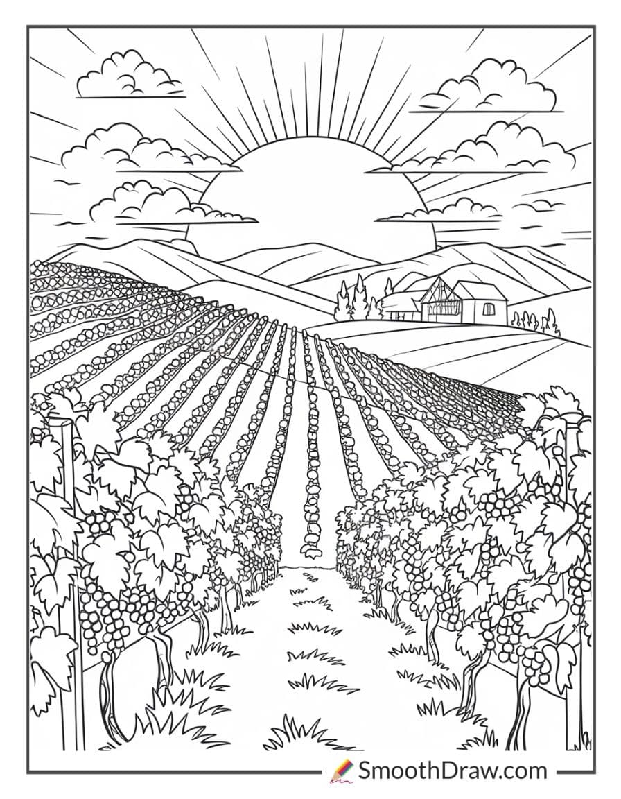 Sunset over vineyard