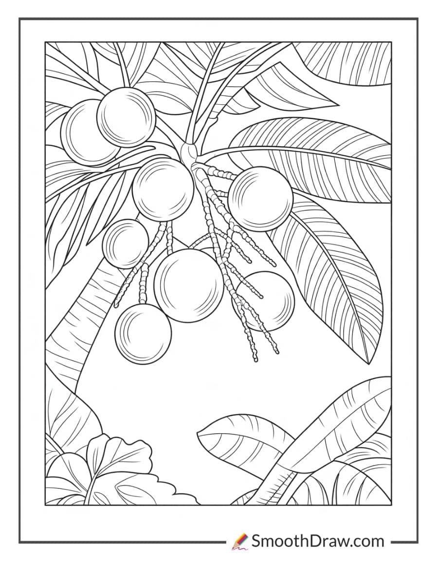 hawaii state tree coloring page