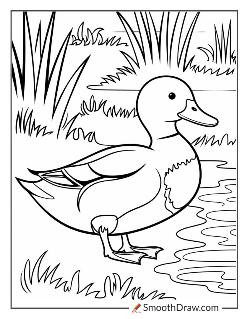 53 Duck Coloring Pages (Free PDF Printables)