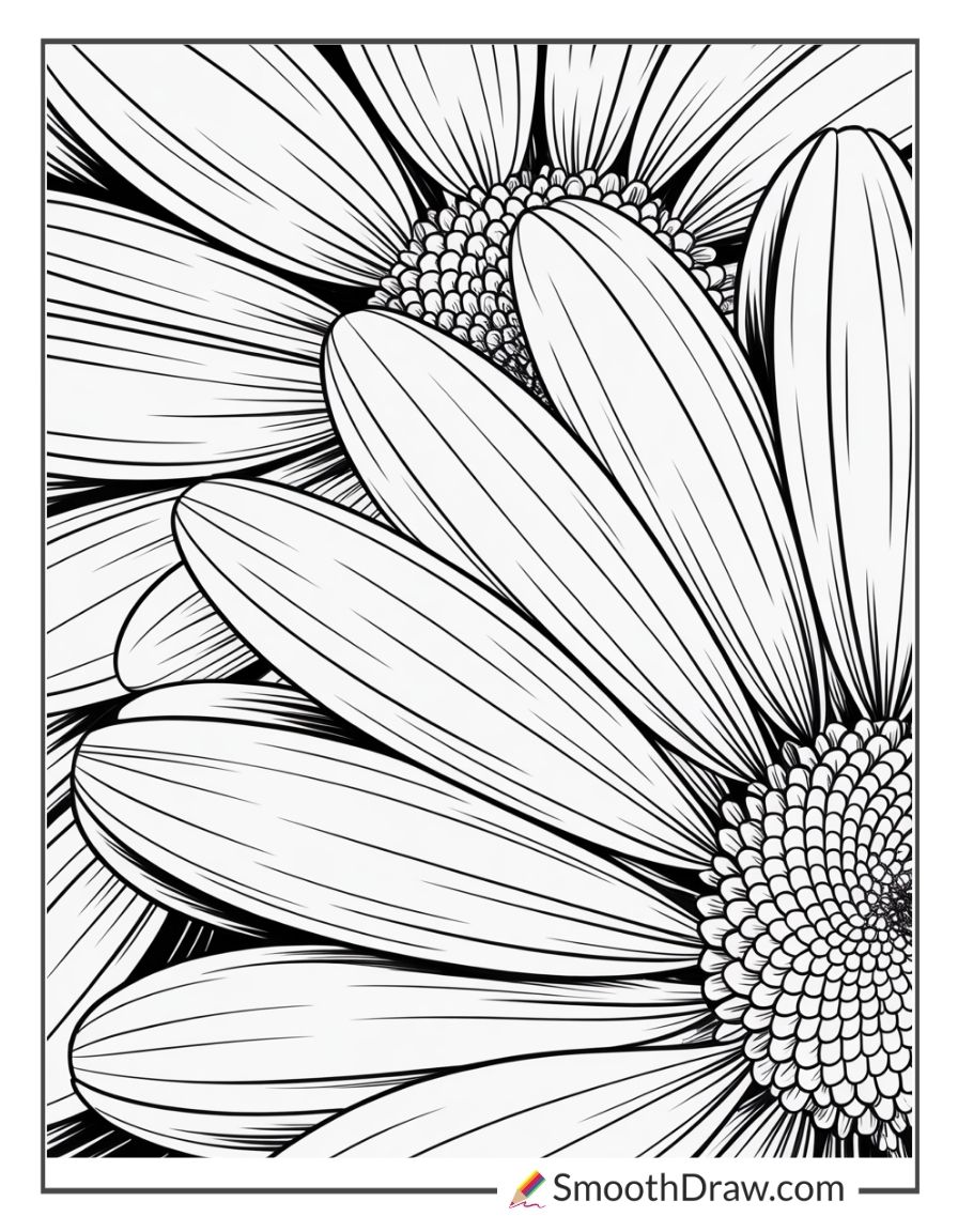 Close Up Daisy Petals For Coloring