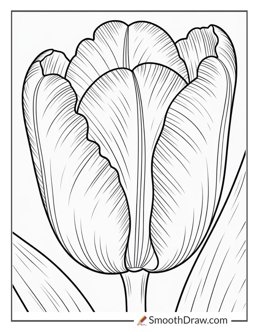 Close Up Of Tulip Petals