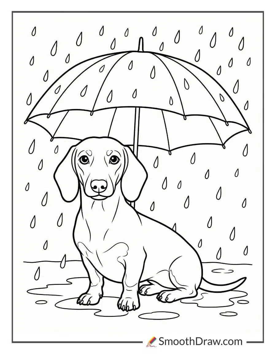 Dachshund Under Umbrella In Rain Coloring Pages