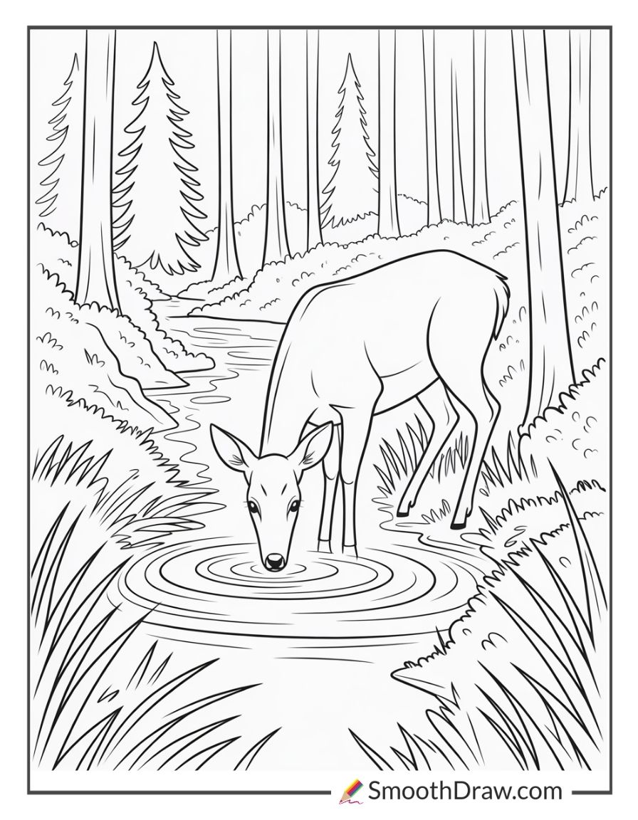Deer Drinking Water In Forest