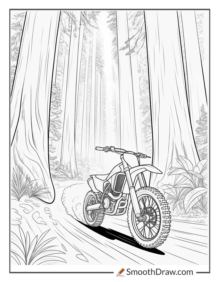 Dirt bike riding under tall redwoods
