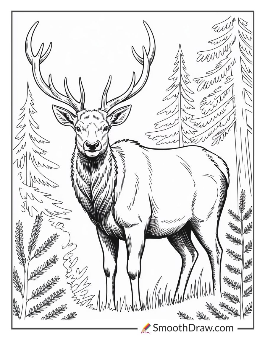 Elk Standing Among Forest Trees