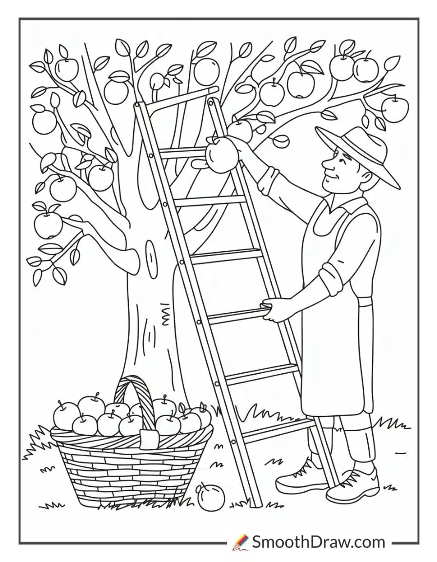 Farmer Harvesting Apples From Tree