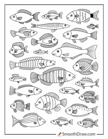 Fish with different shapes and designs