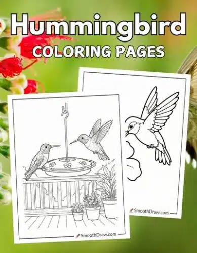 Hummingbird coloring pages f
