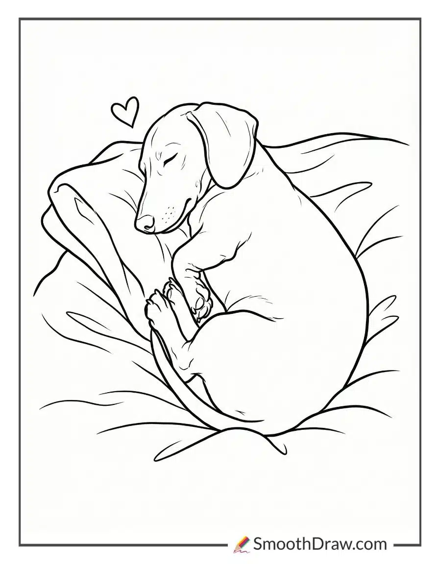 Sleepy Dachshund Napping In Blanket