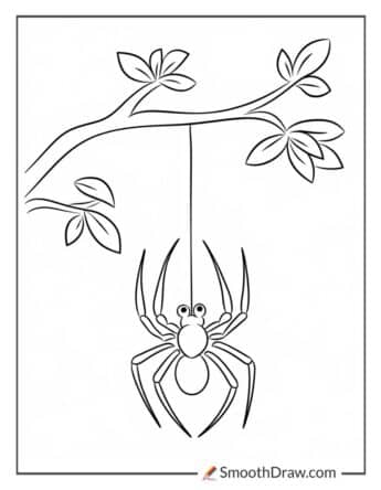 Spider Hanging from a Tree Branch