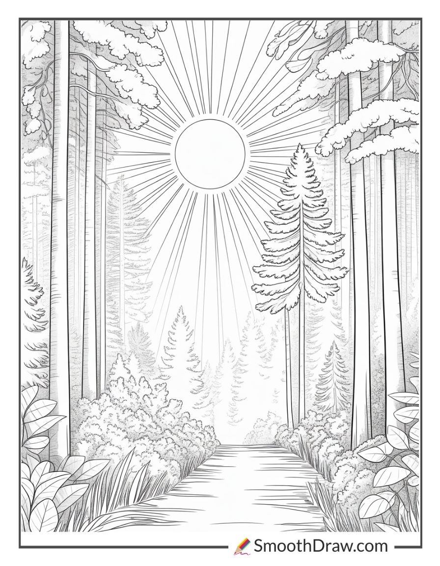 Sun Shining Through The Forest