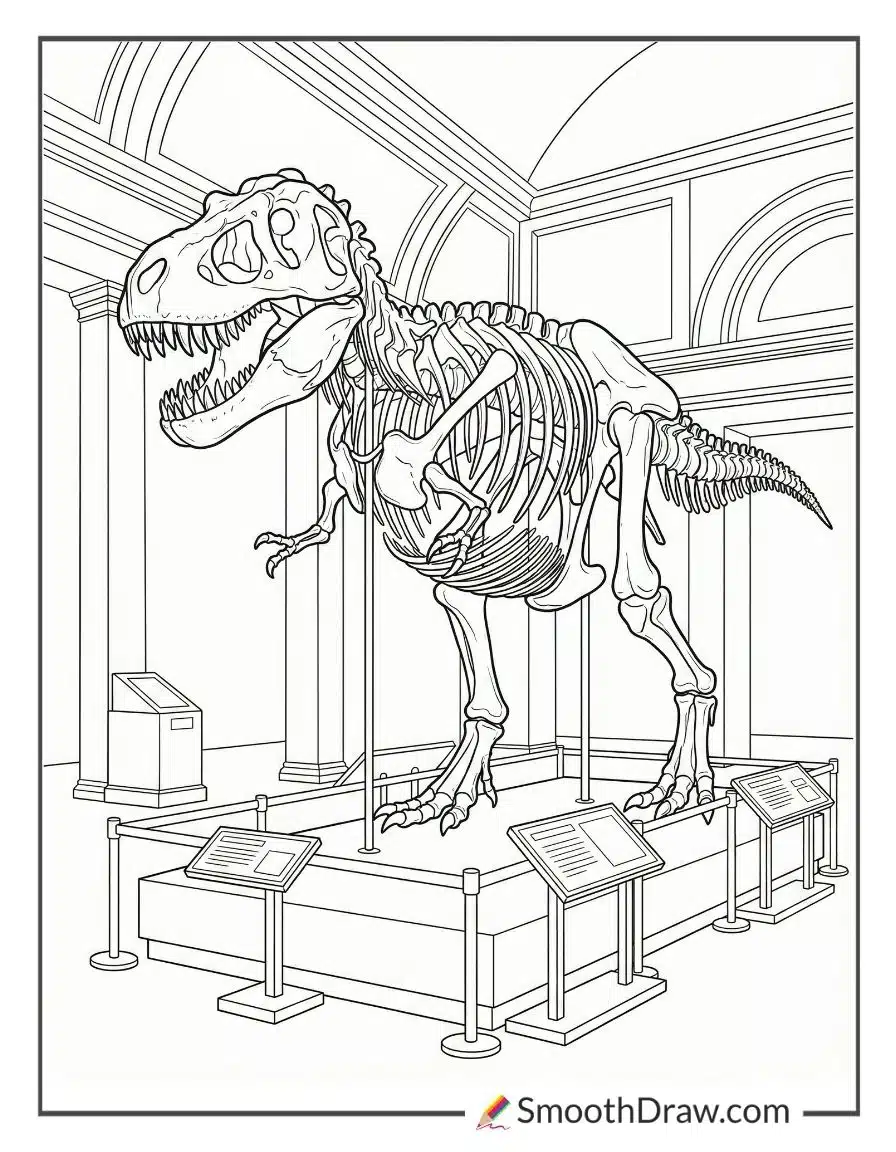 T Rex Skeleton In Museum Display