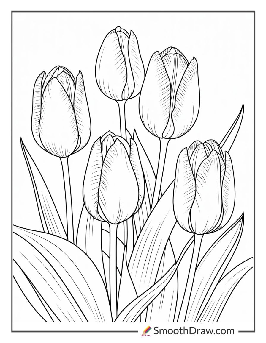 Tulip Buds Opening In Spring Morning