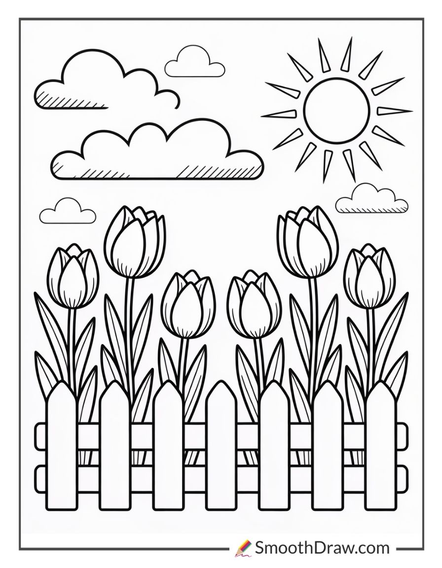 Tulips Beside A White Picket Fence