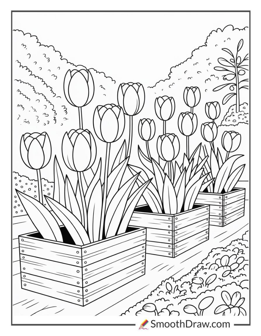 Tulips In Wooden Planter Boxes
