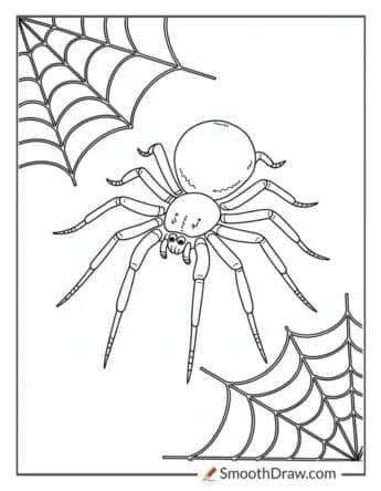 Widow Spider in a Dark Corner