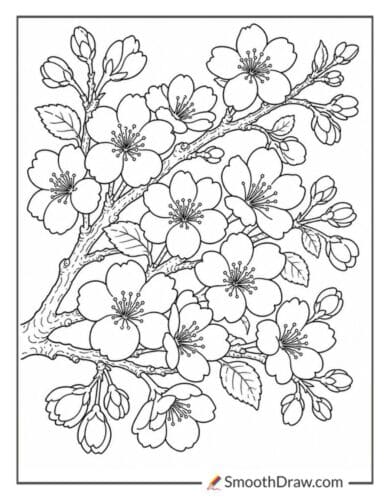 Cherry Blossom Coloring Page