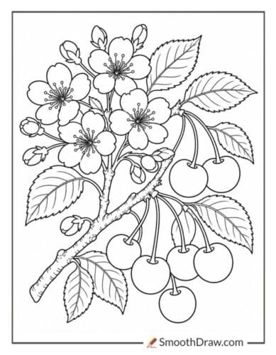 Cherry Branch With Blossoms And Fruit