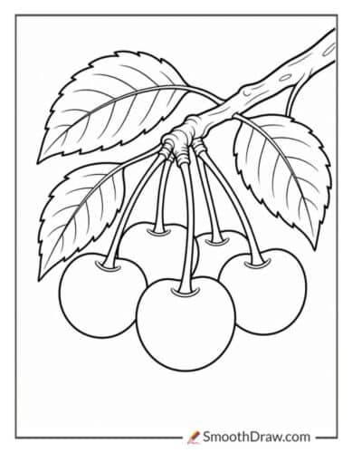 Cherry Fruit Bunches On A Branch