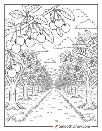 Cherry Orchard With Trees In Rows