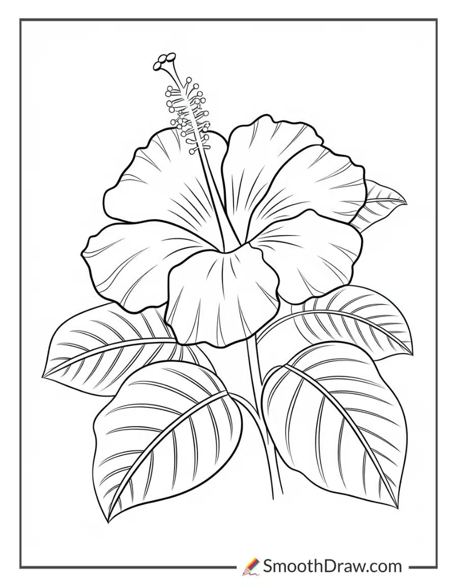 hibiscus flower coloring page