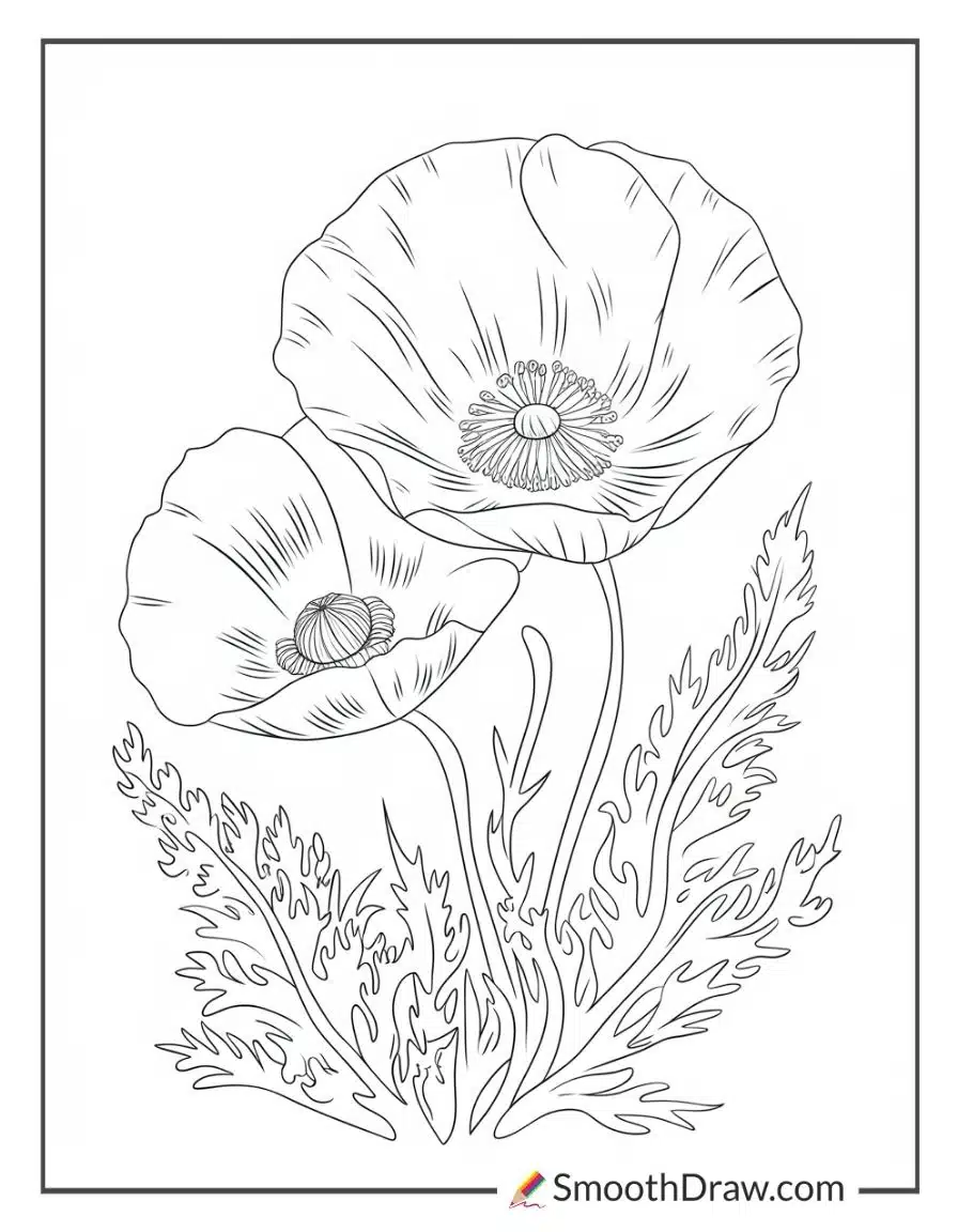 poppy flower coloring page (3)