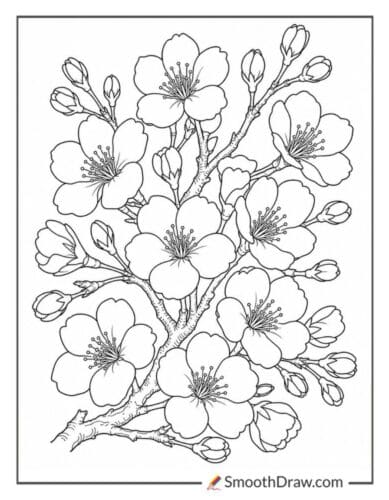 Realistic Cherry Blossom Coloring Page
